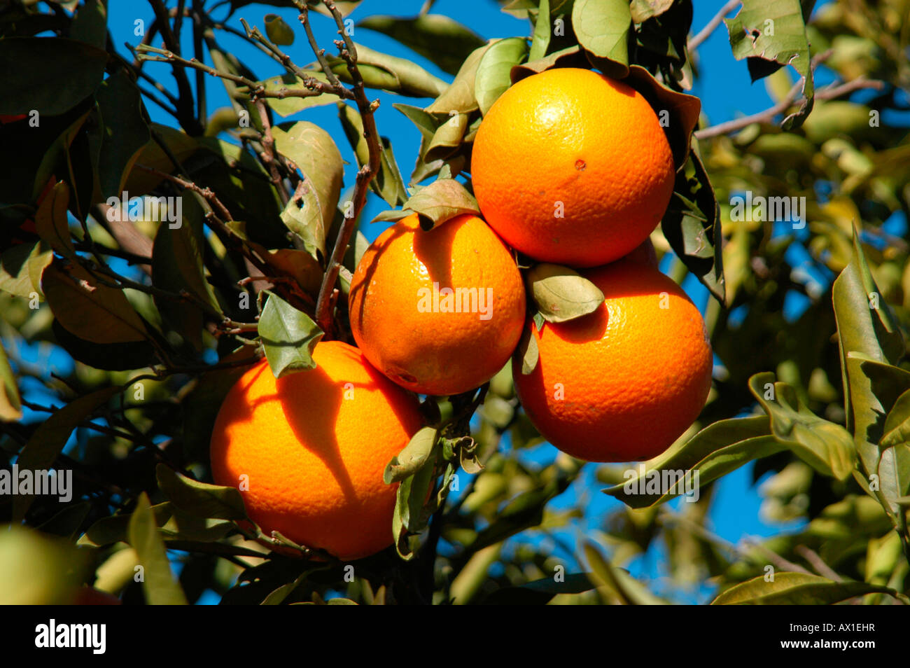 Oranges in an orange tree (Citrus × aurantium) near Alcira, Valencia, Spain, Europe Stock Photo