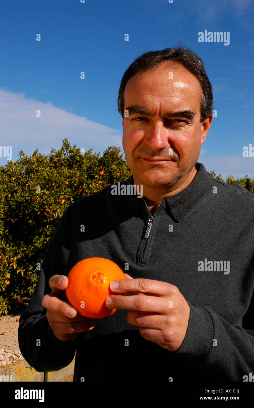 Exporter Fernando Guillem inspecting his crop at an orange plantation near Alcira, Valencia, Spain, Europe Stock Photo