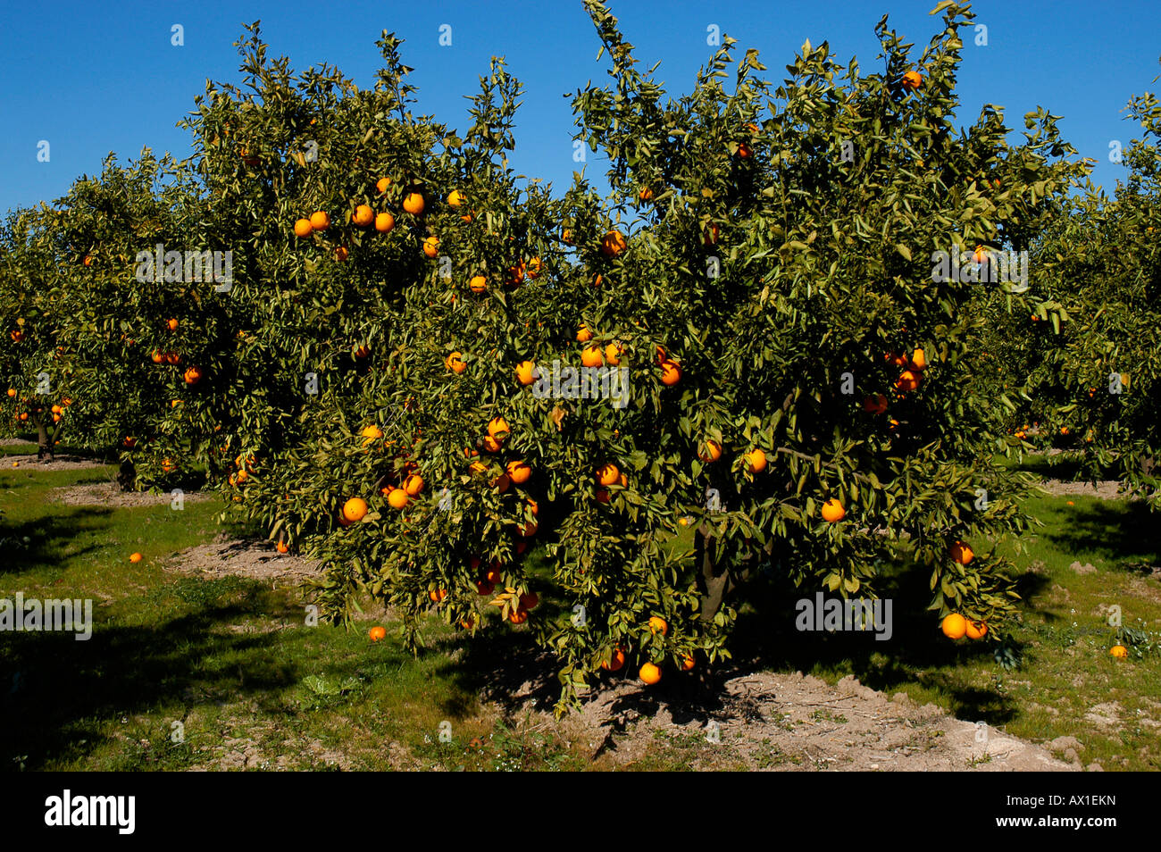 Orange plantation near Alcira, Valencia, Spain, Europe Stock Photo