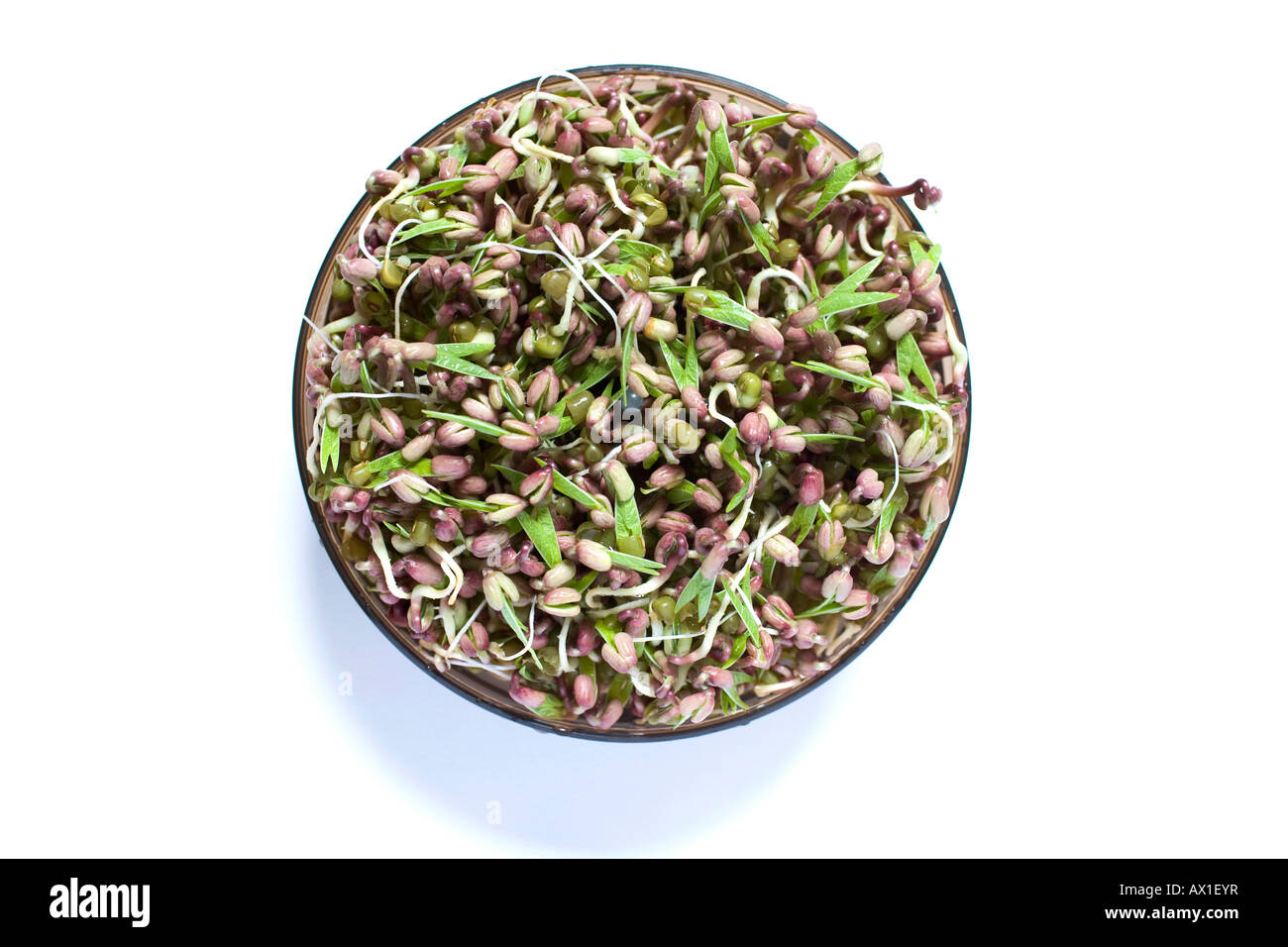 Mung beans (Vigna radiata) and sprouts in a sprouter jar Stock Photo