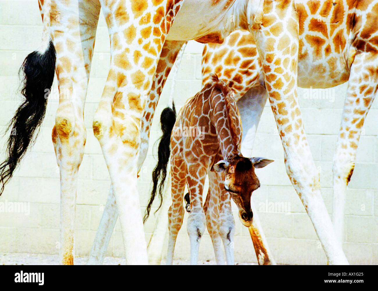 Cute baby giraffe makes first public appearance with mother Stock Photo
