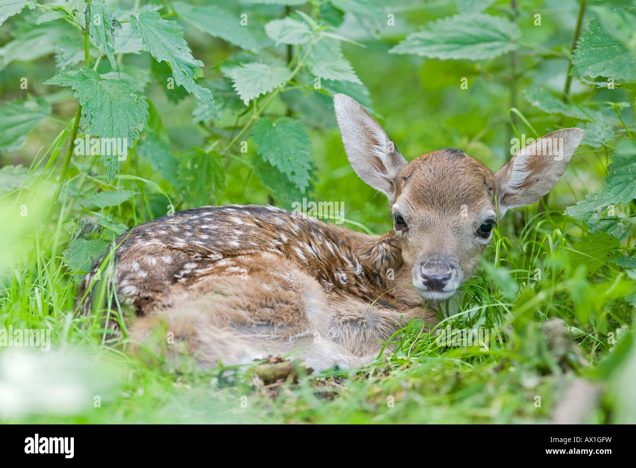 European fallow deer, fawn - (Dama dama dama) Stock Photo