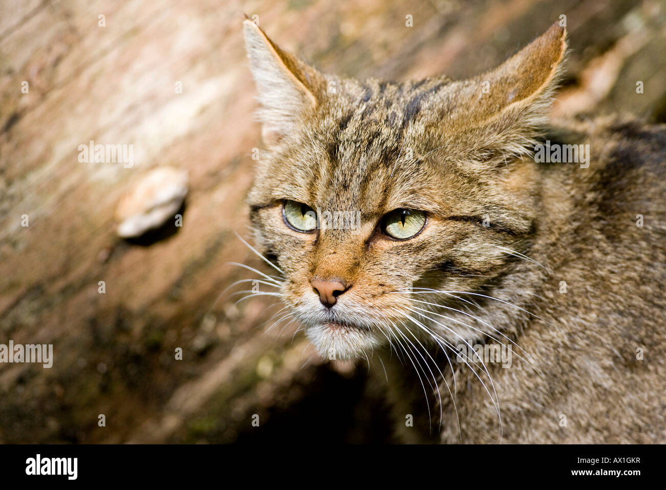 European Wildcat (Felis silvestris), Bavarian Forest Stock Photo