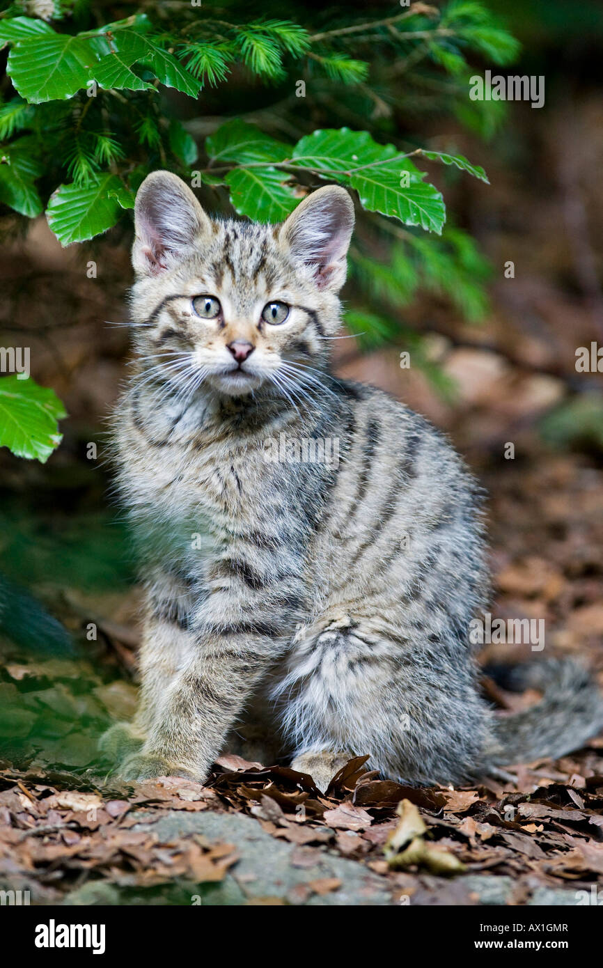 European Wildcat (Felis silvestris), cup, Bavarian Forest Stock Photo