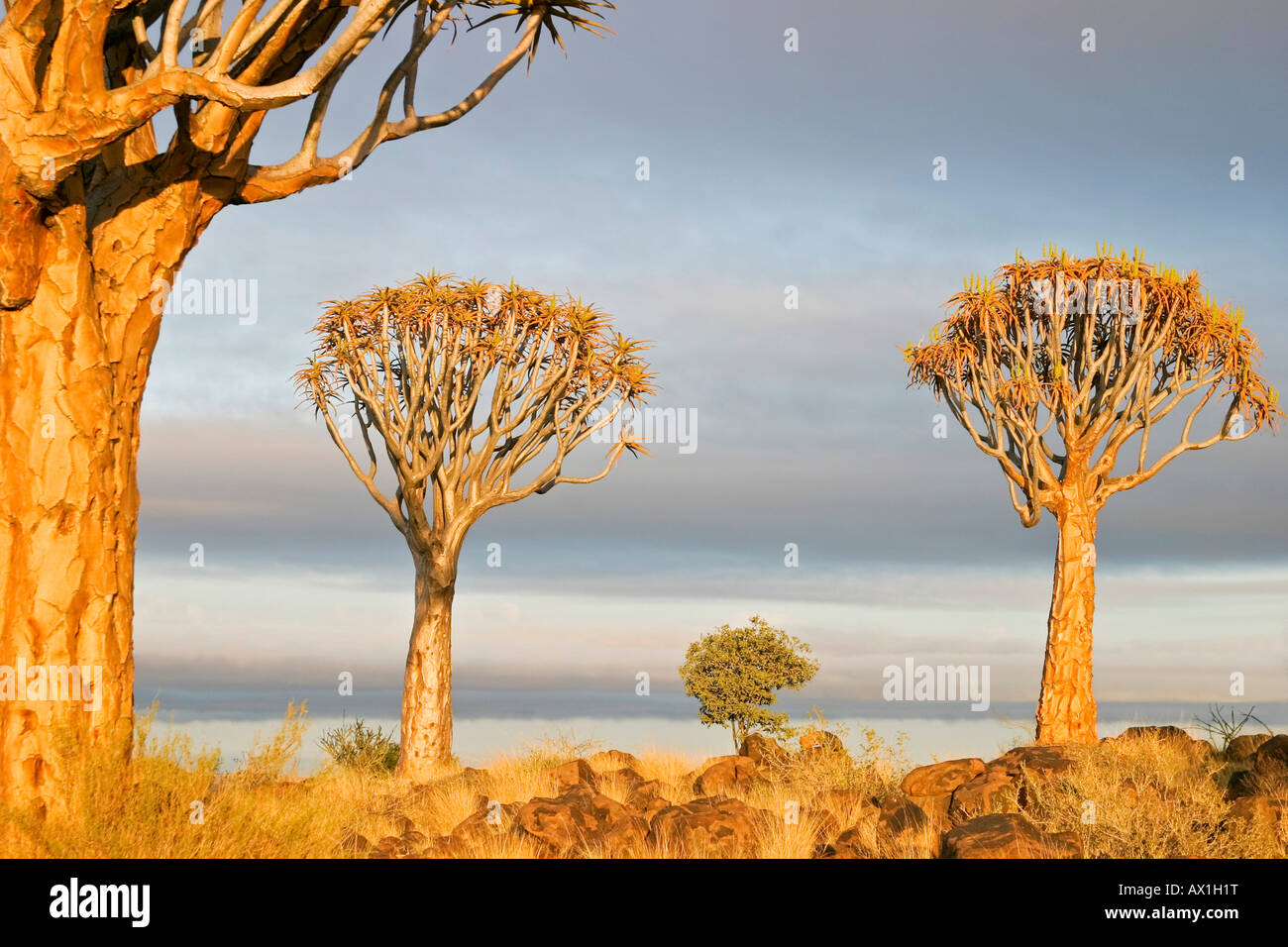 Quiver trees, Quiver tree forest, Farm Gariganus, Keetmannshoop
