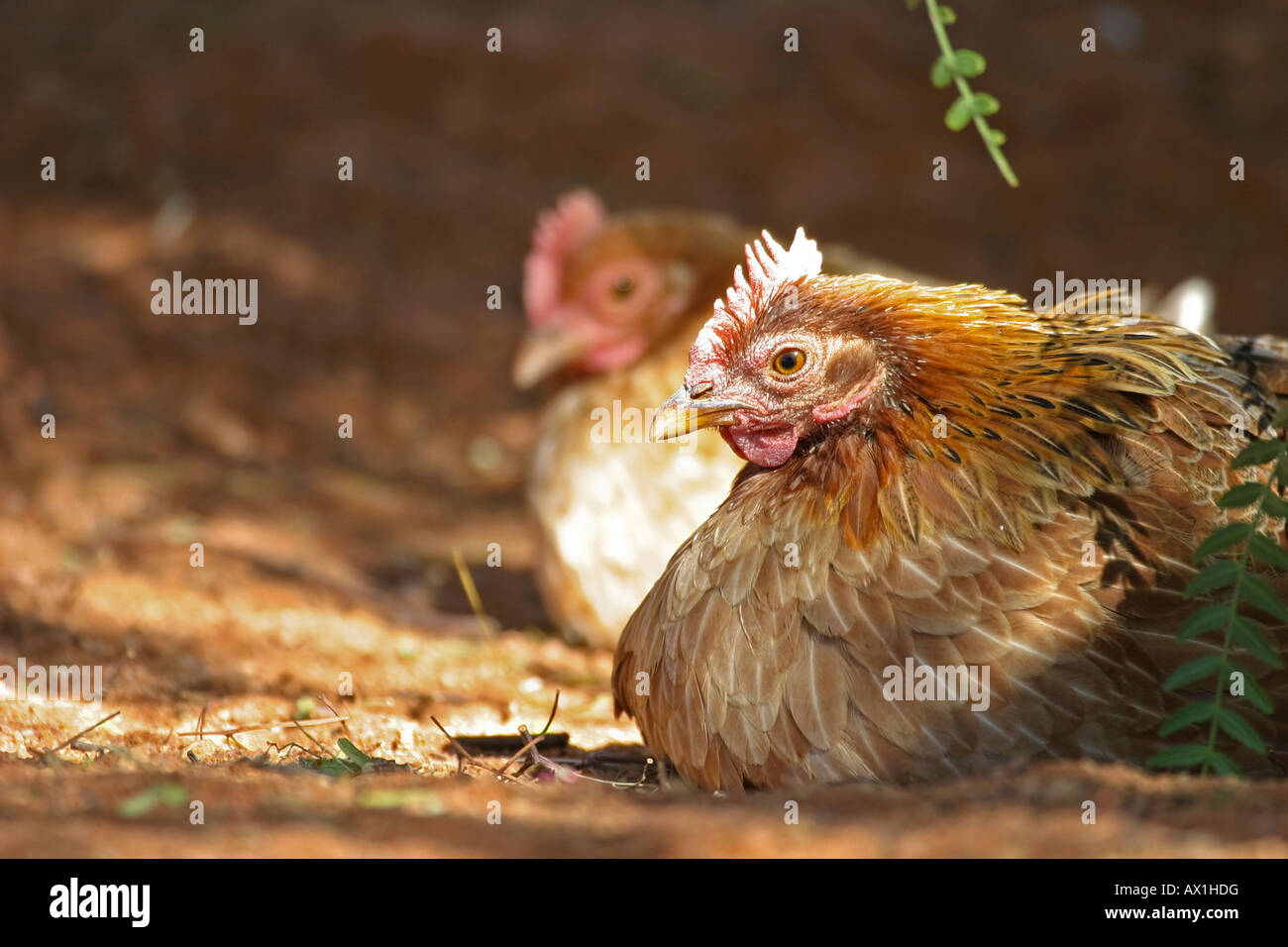 African chickens, Namibia, Africa Stock Photo Alamy