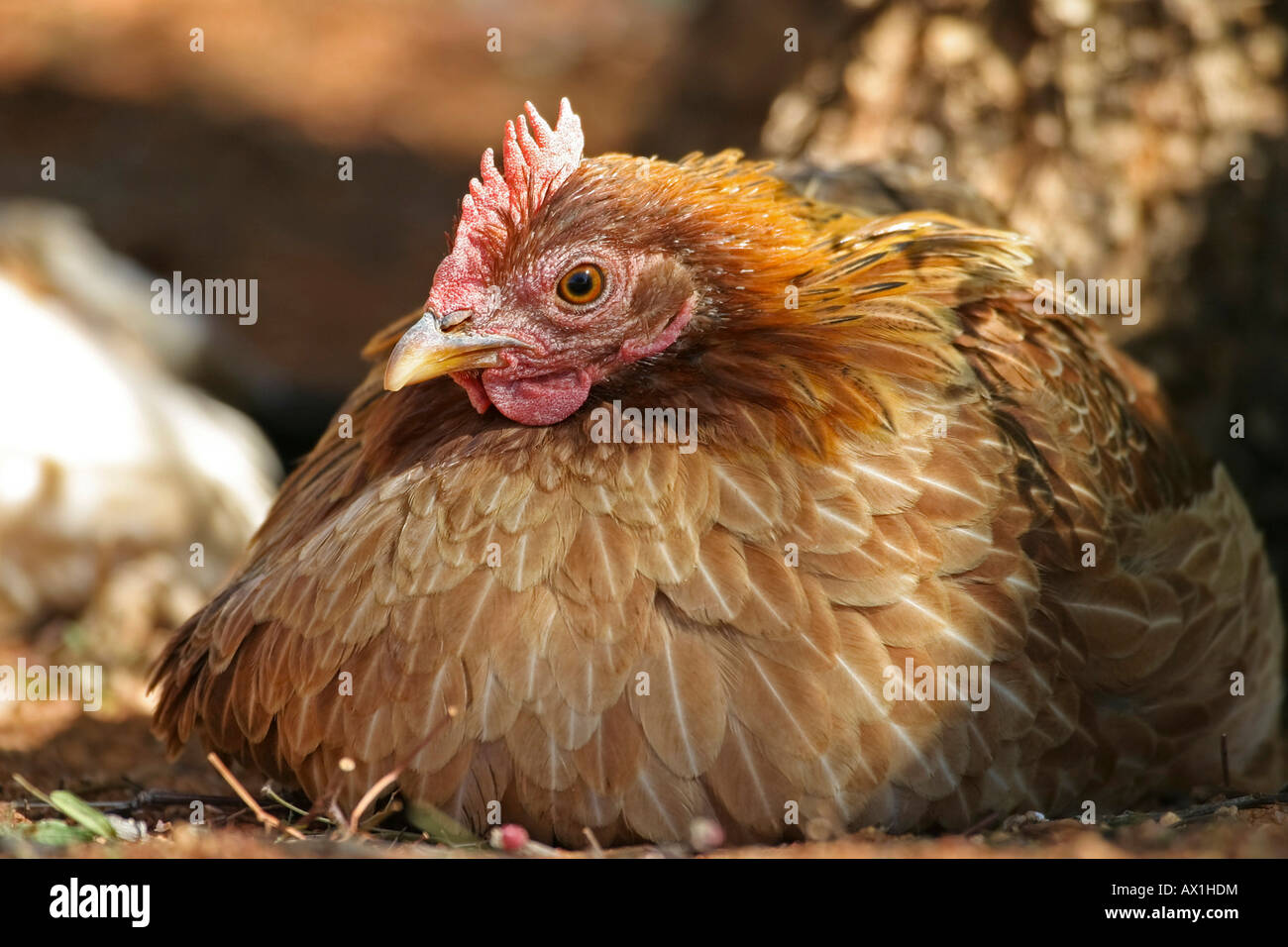 African chicken, Namibia, Africa Stock Photo Alamy