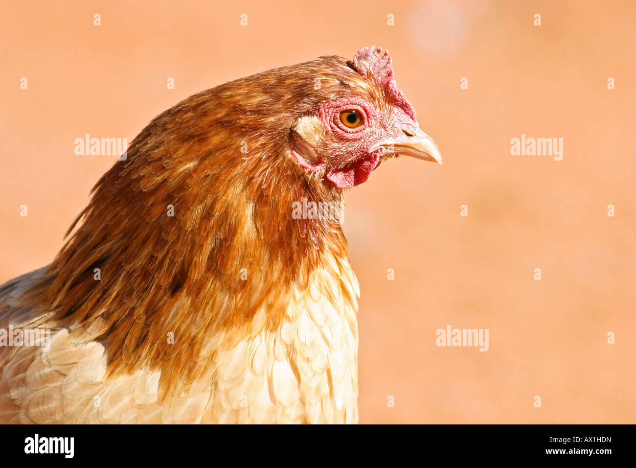 African chicken, Namibia, Africa Stock Photo Alamy