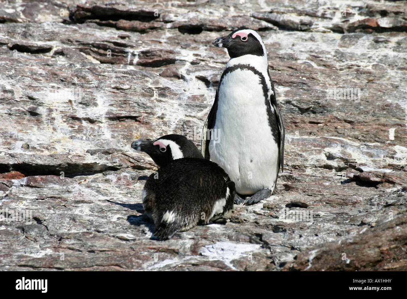 Spheniscus, Jackass Penguin , Blackfooted Penguin or African Penguin, Halifax Island, Luederitz, Atlantic ocean, Namibia, Africa Stock Photo