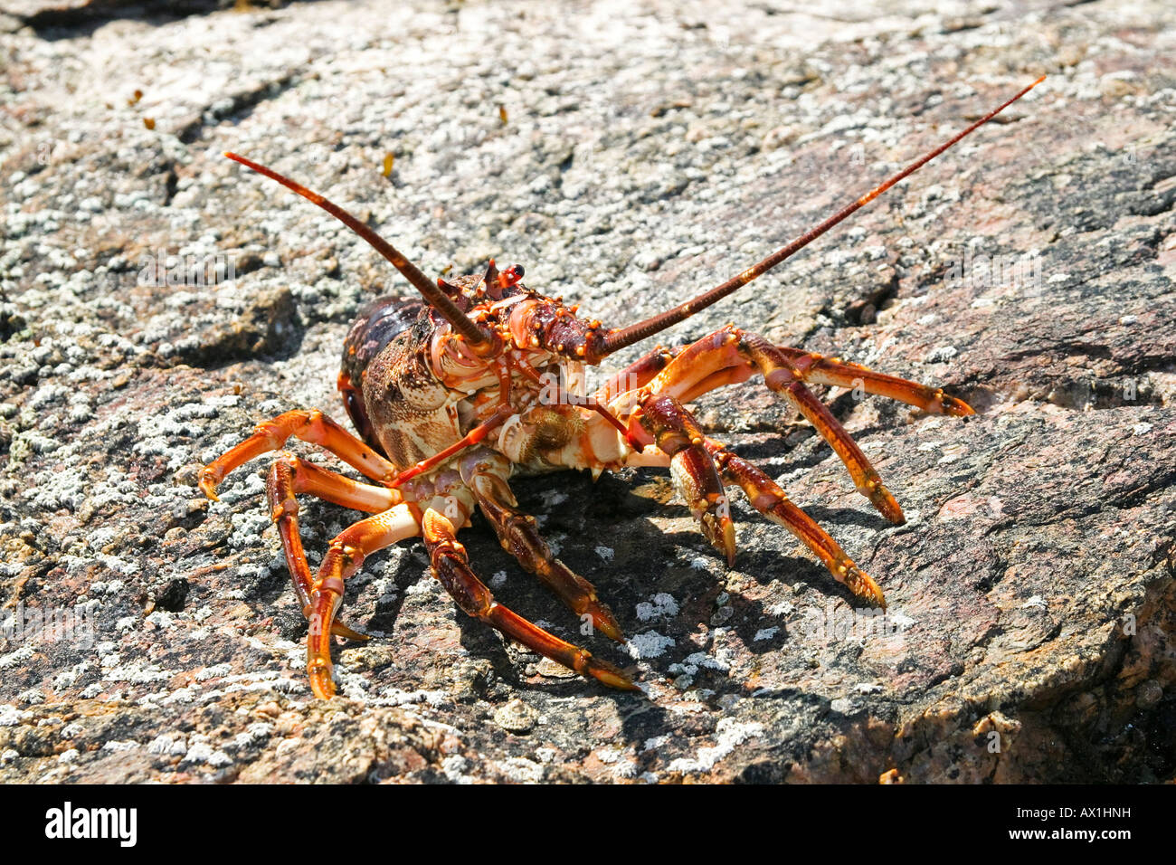 Lobster (Homarus), Atlantik Ocean, Namibia, Africa Stock Photo