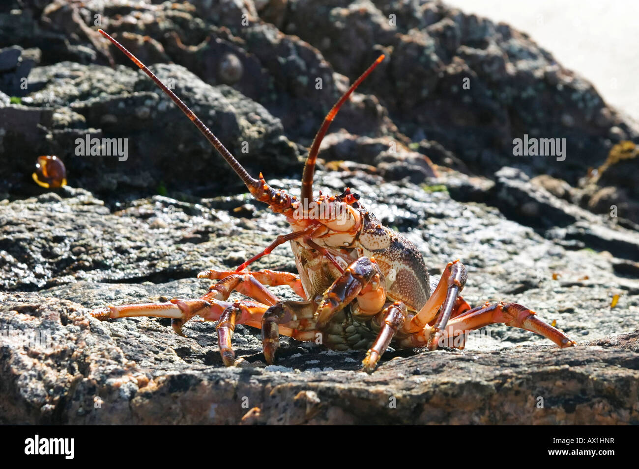 Lobster (Homarus), Atlantik Ocean, Namibia, Africa Stock Photo