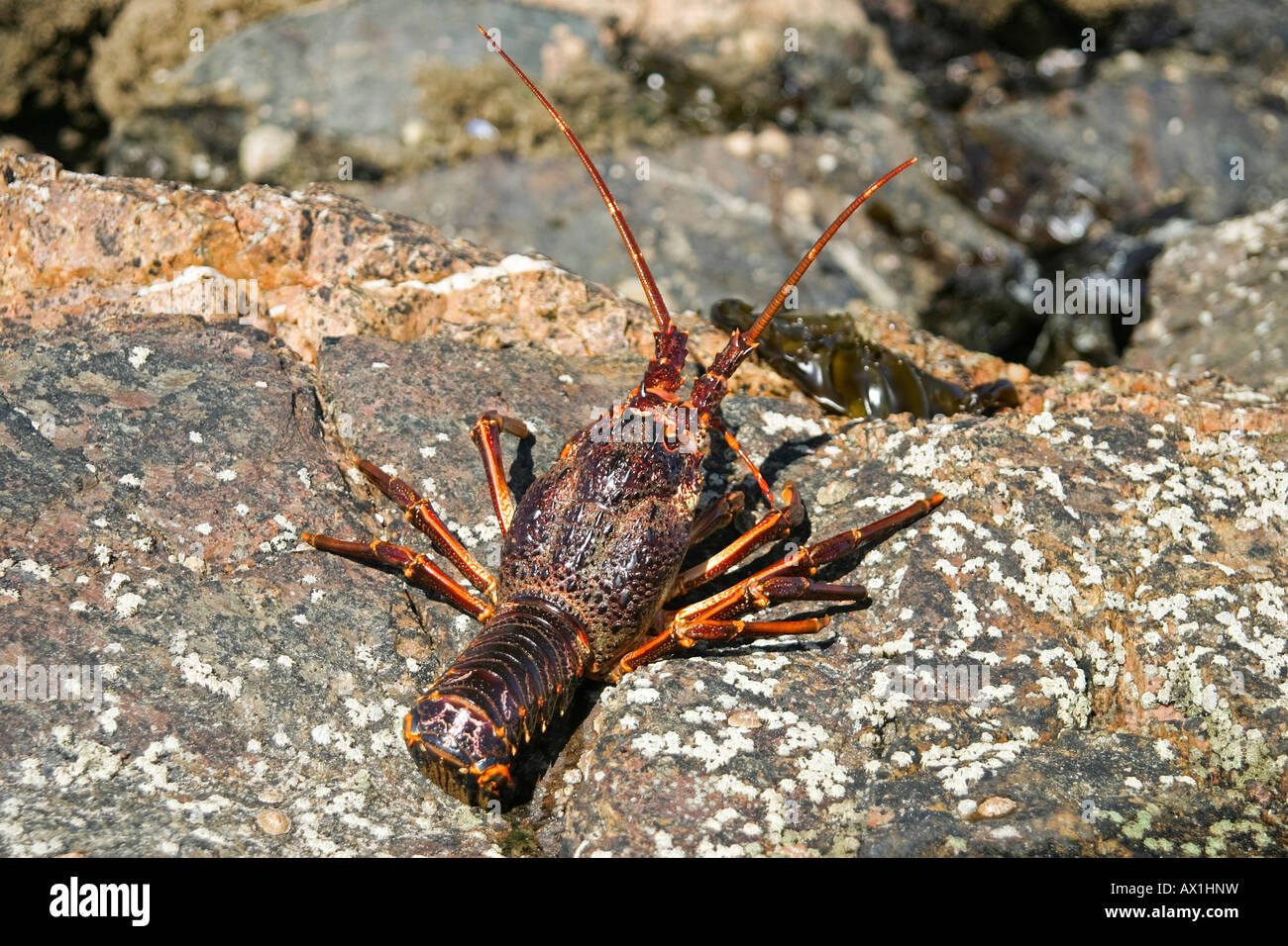 Lobster (Homarus), Atlantik Ocean, Namibia, Africa Stock Photo