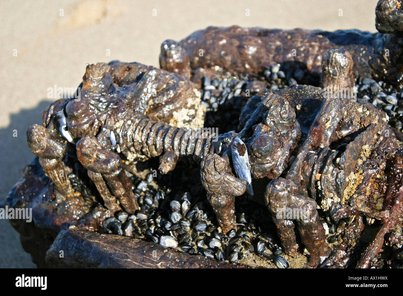 Old strong rusted engine parts in sand, diamond prohibited area, Saddlehill, Namibia, Africa Stock Photo