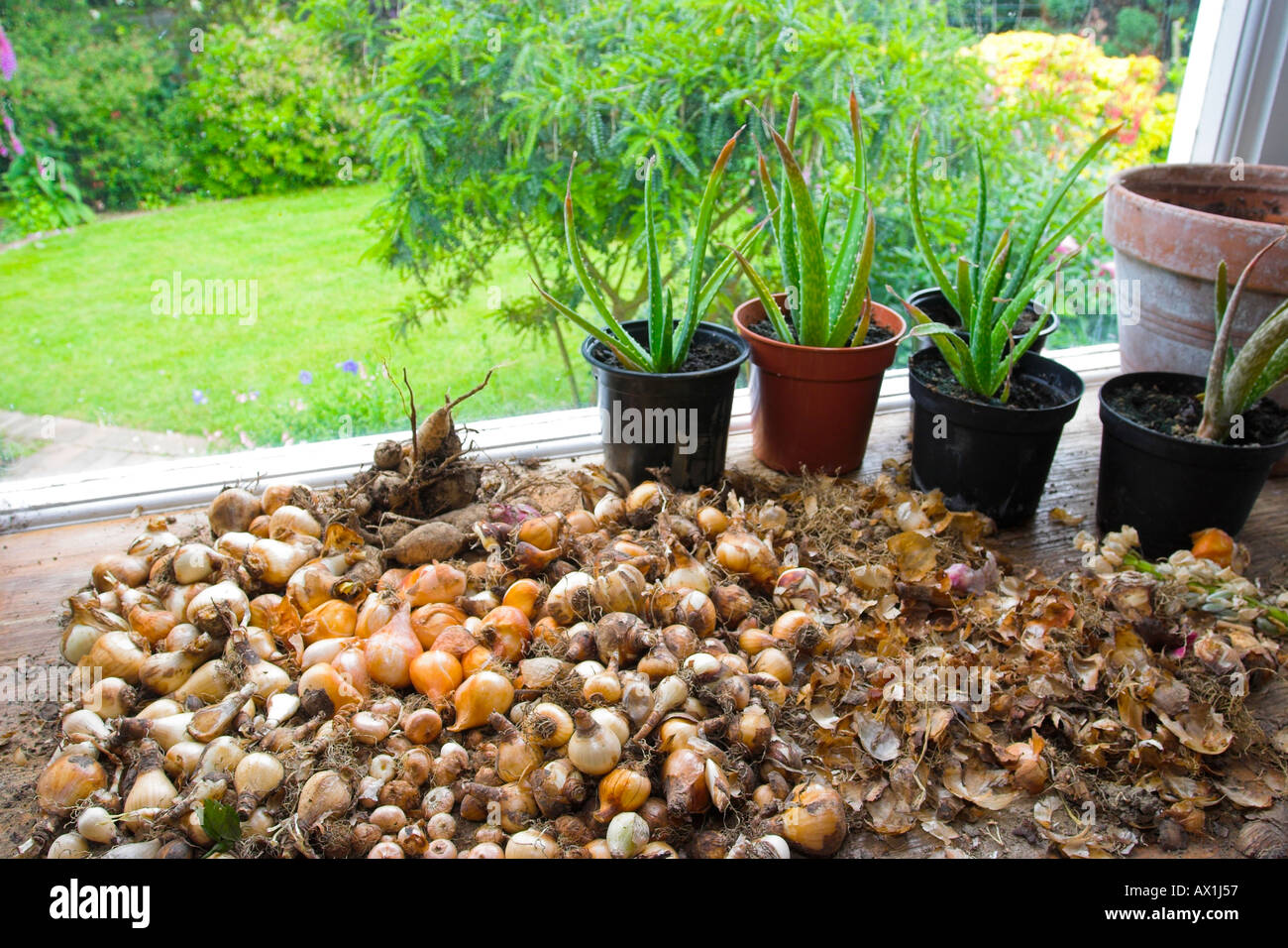Drying spring onion flower hi-res stock photography and images - Alamy