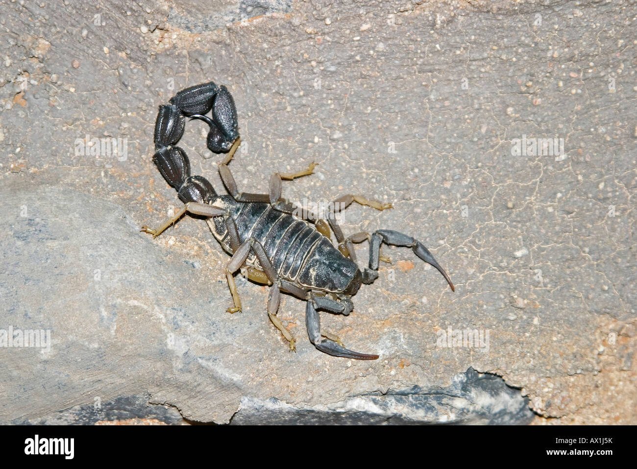 Black spitting thicktail scorpion or South African fattail scorpion or South African giant fat tail or South African spitting s Stock Photo