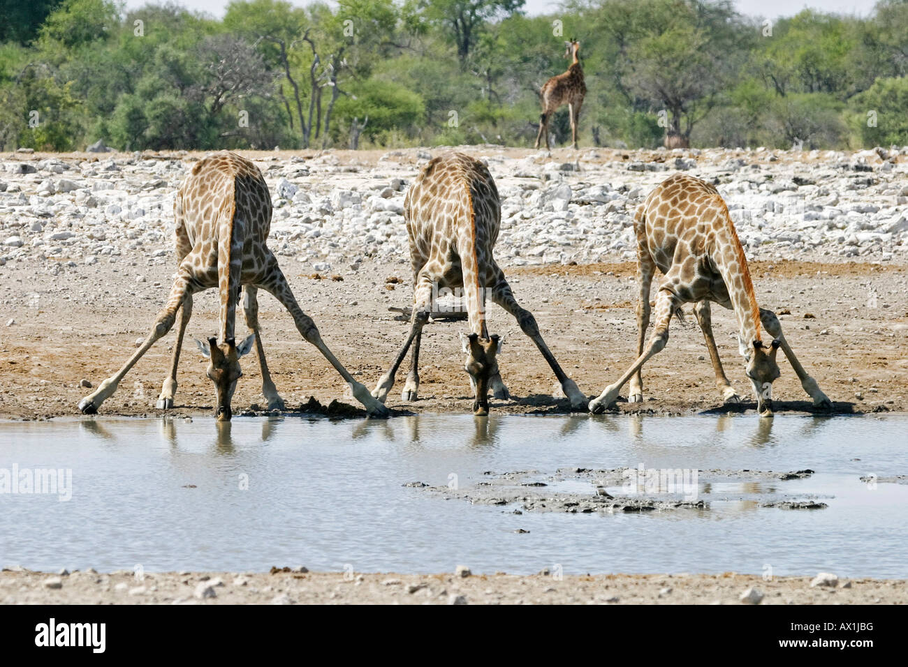 Drinking giraffes at a waterhole (Giraffa camelopardalis), Etosha National Park, Namibia, Africa Stock Photo