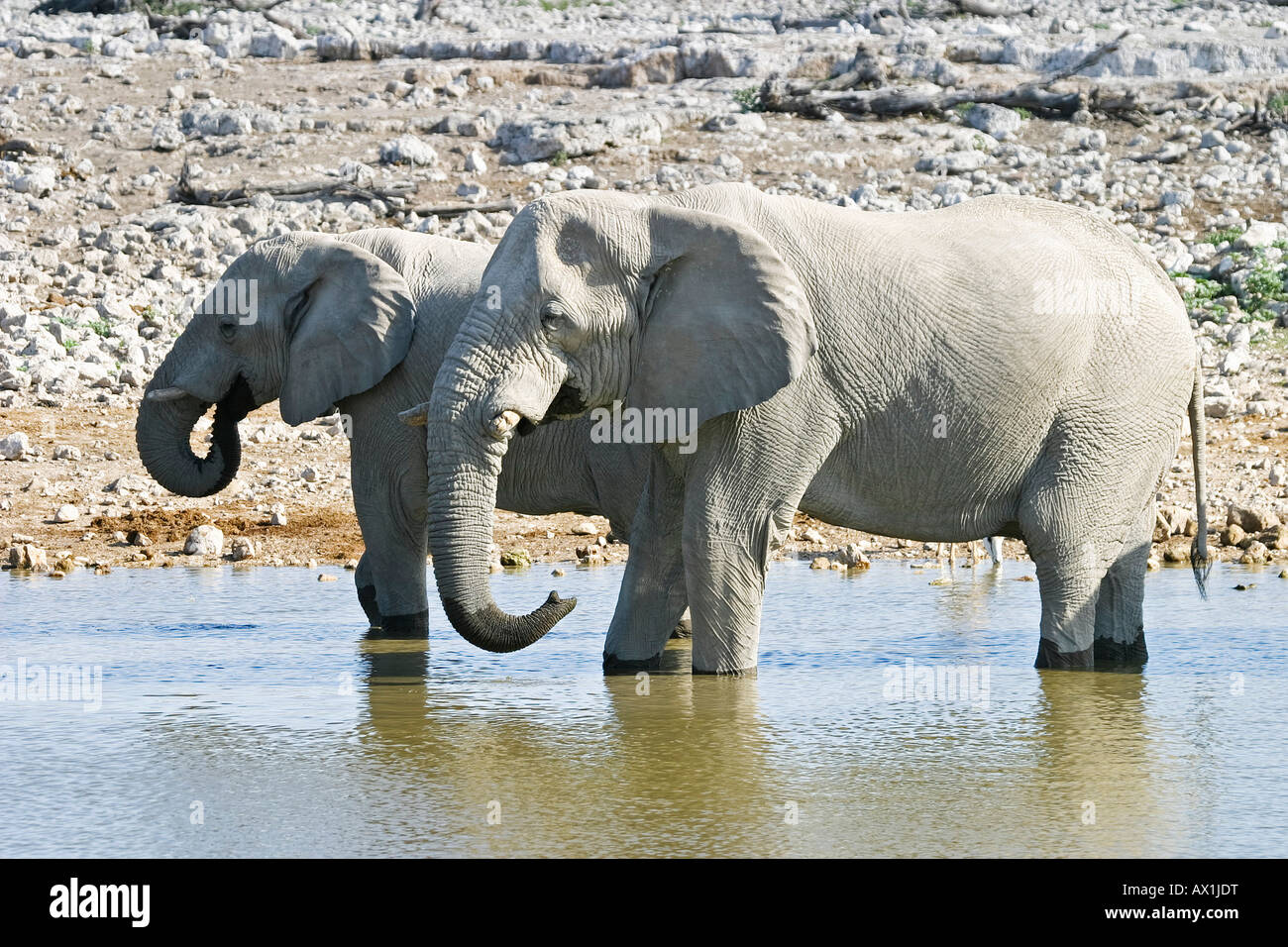 Elephants (Loxodonta africana) at the waterhole Okaukuejo in Etosha National Park, Namibia, Africa Stock Photo
