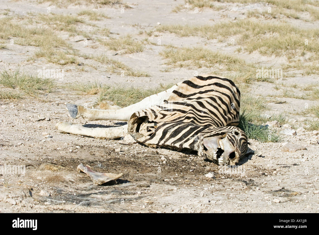 Dead Plains Zebras, Common Zebras, (Equus quagga burchelli) Etosha National Park, Africa, Namibia Stock Photo