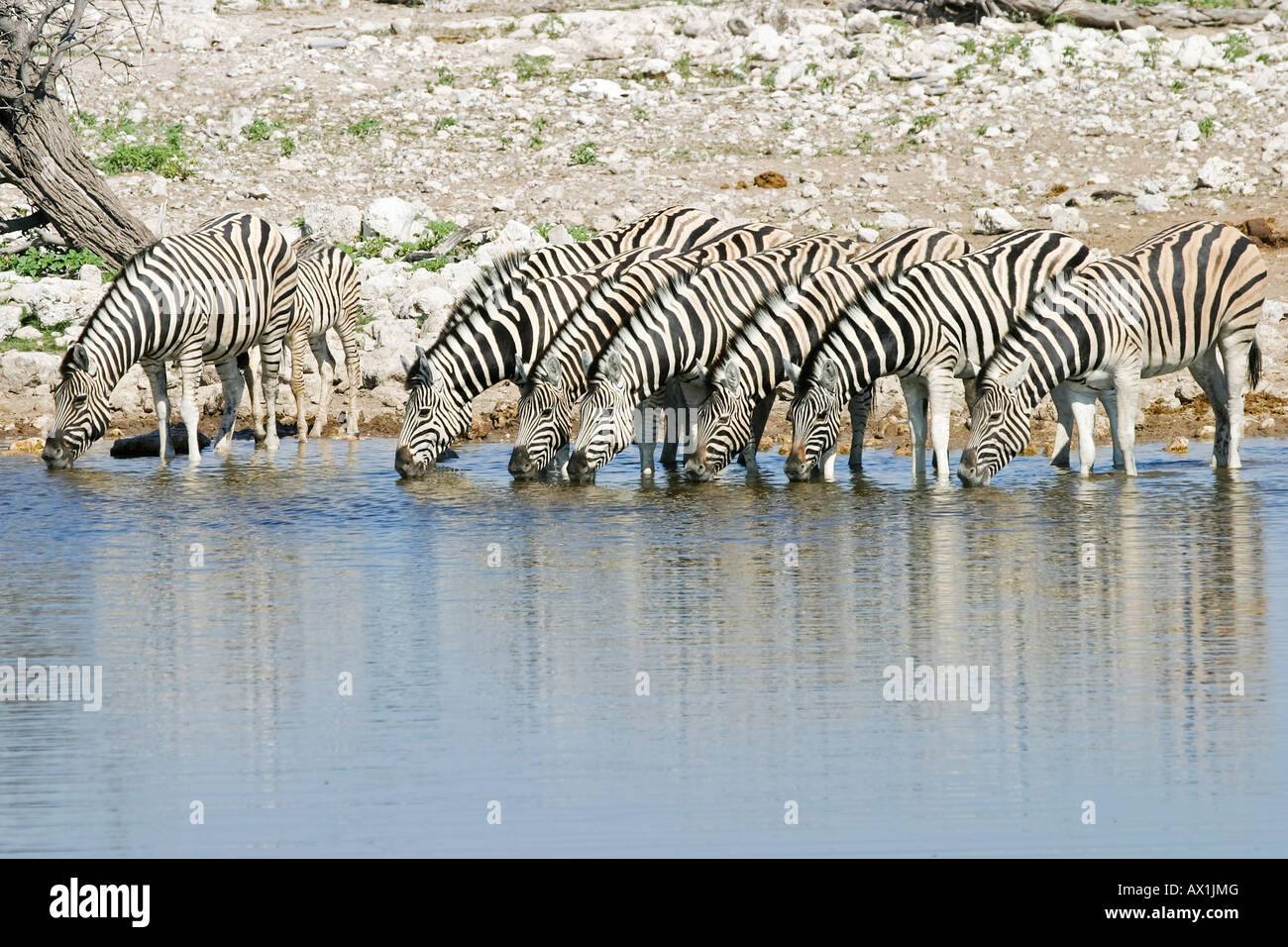 Plains Zebras, Common Zebras, (Equus quagga burchelli) at the Okaukuejo waterhole, Etosha National Park, Africa, Namibia Stock Photo