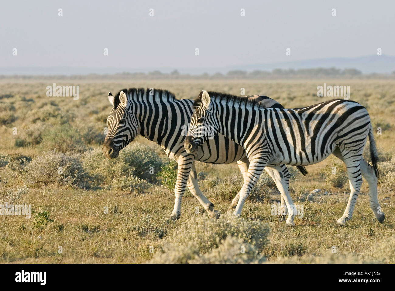 Plains Zebras, Common Zebras, (Equus quagga burchelli) Etosha National Park, Africa, Namibia Stock Photo