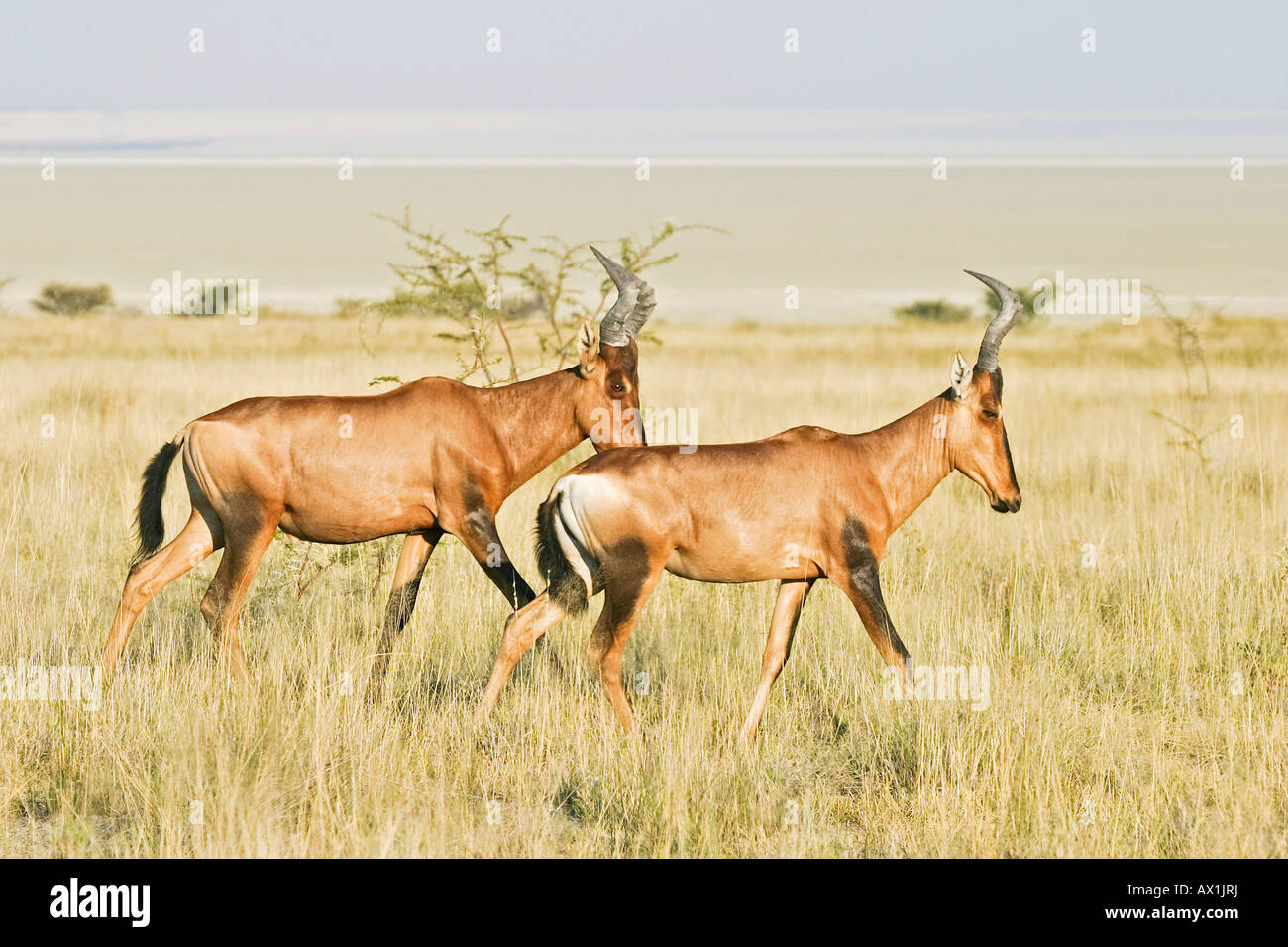 Hartebeests (Alcelaphus buselaphus) in Etosha National Park, Africa ...