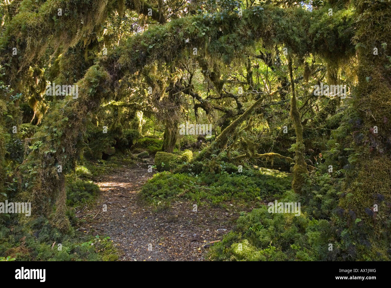 Forest Bosque Encantada, Patagonia, Chile, South America Stock Photo