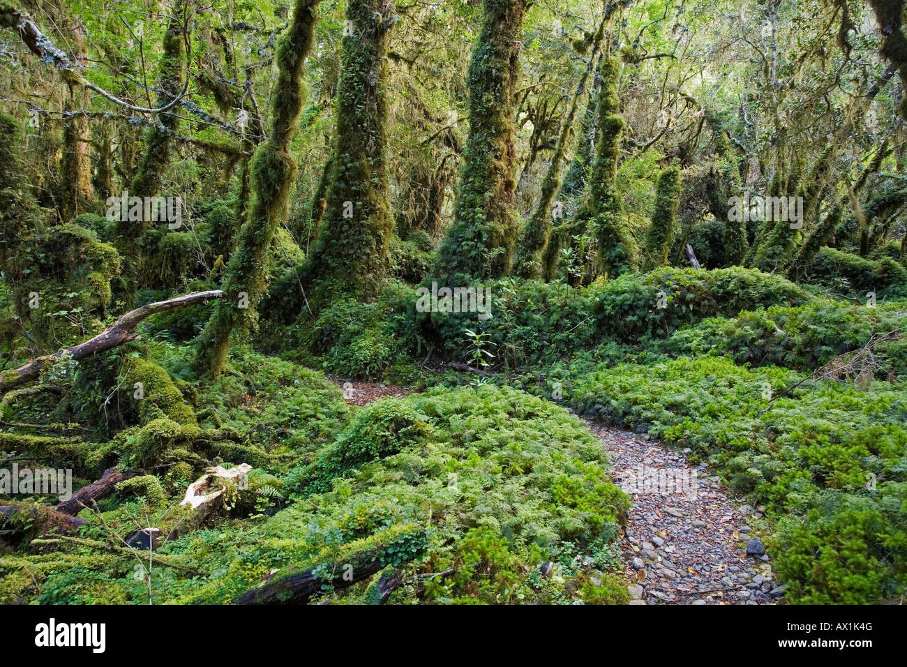 Forest Bosque Encantada, Patagonia, Chile, South America Stock Photo