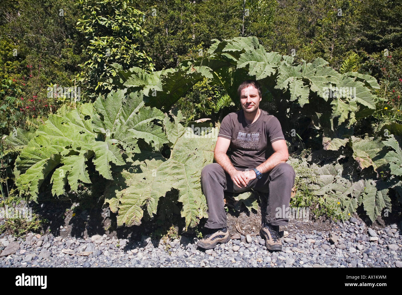 Man under a big Pangue plant, Carretera Austral, Patagonia, Chile, South America Stock Photo