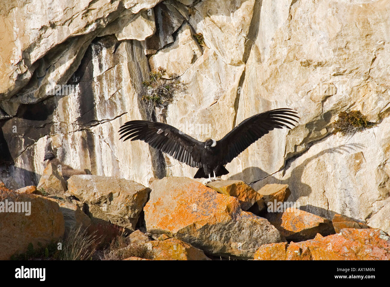Andean Condor (Vultur gryphus) with open wings on a rock at the lake Lago Argentino, National Park Los Glaciares, (Parque Nacio Stock Photo