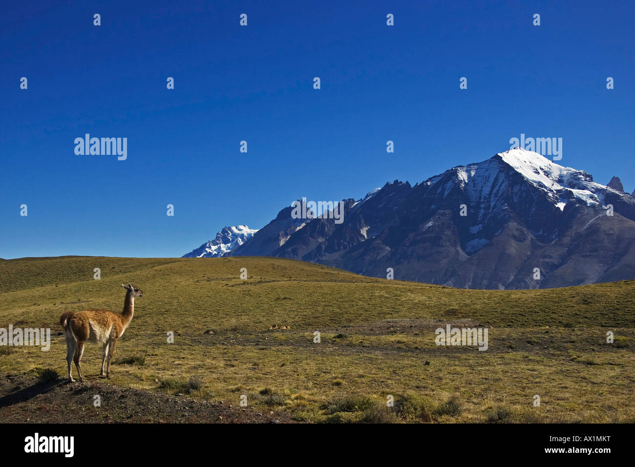 Guanaco (Lama guanicoe), National Park Torres del Paine, Patagonia, Chile, South America Stock Photo
