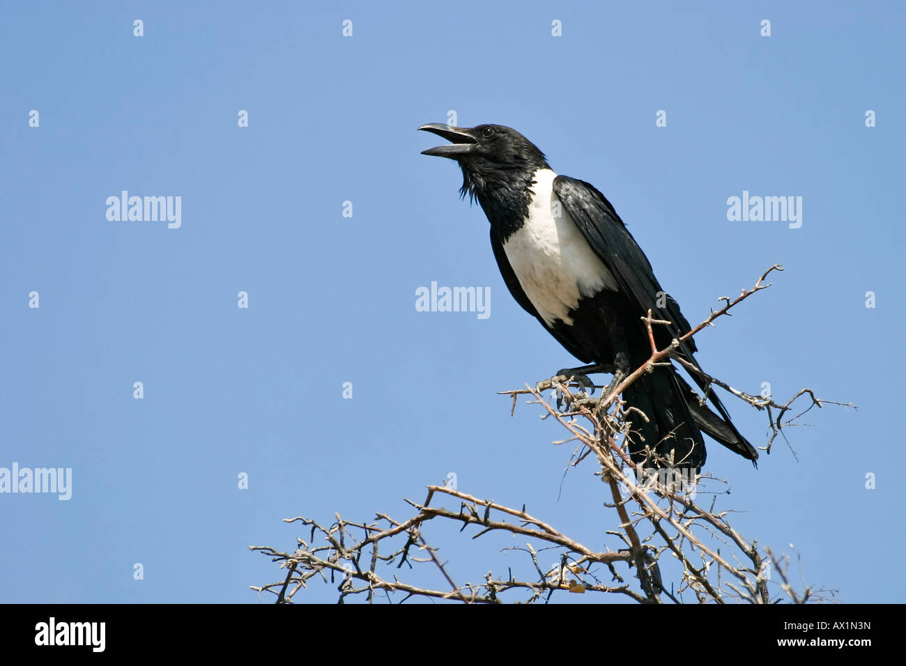 Pied Crow (Corvus albus), Central Kalahari, Botswana, Africa Stock Photo