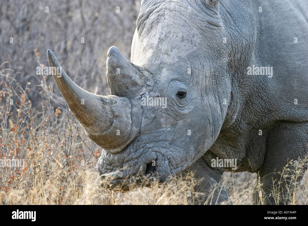 White Rhinoceros or Square-lipped rhinoceros (Ceratotherium simum), Khama Rhino Sanctuary Park, Serowe, Botswana, Africa Stock Photo