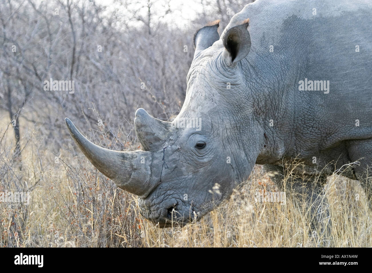 White Rhinoceros or Square-lipped rhinoceros (Ceratotherium simum), Khama Rhino Sanctuary Park, Serowe, Botswana, Africa Stock Photo