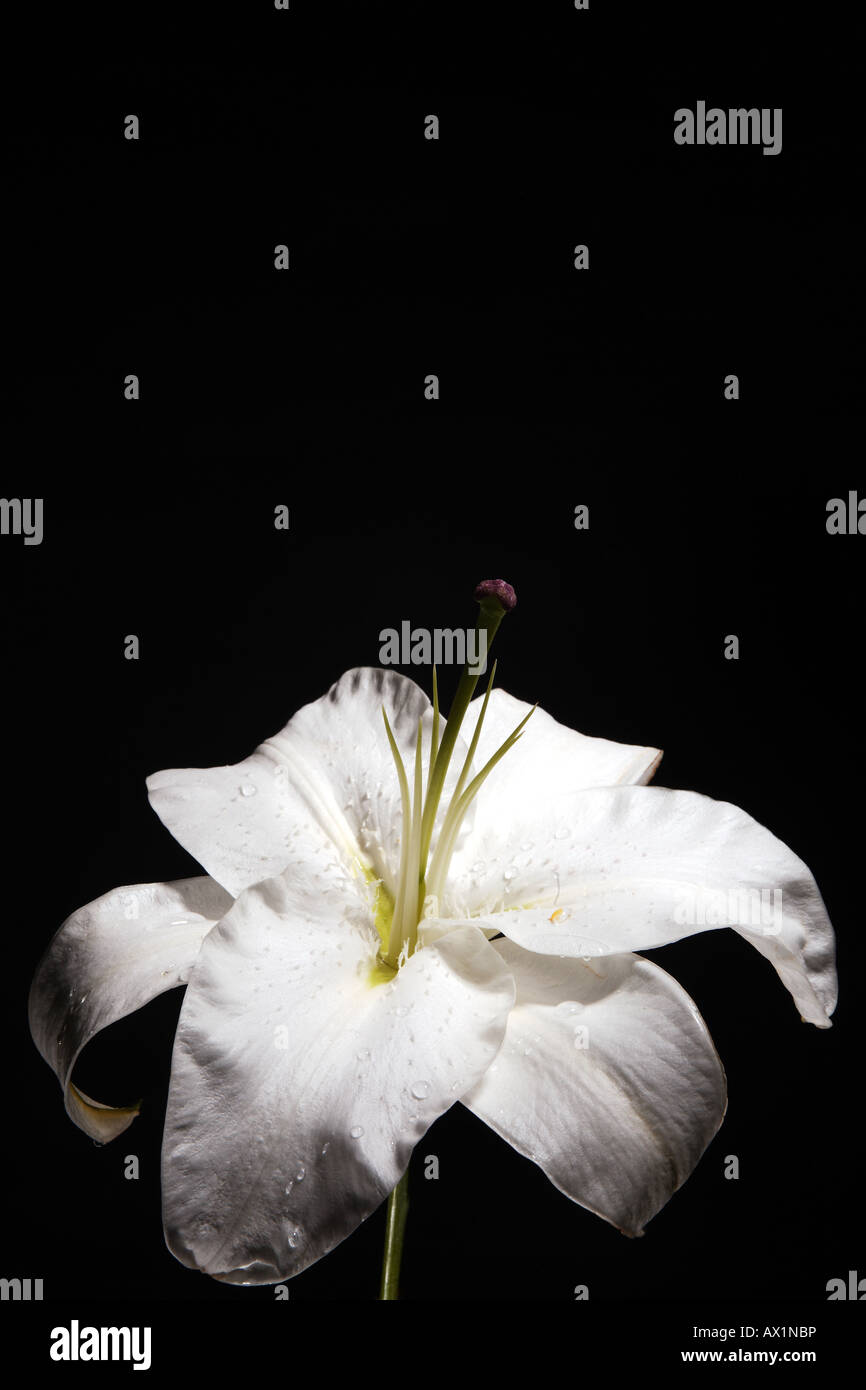 Single White Lily Against A Black Background Stock Photo 16700121
