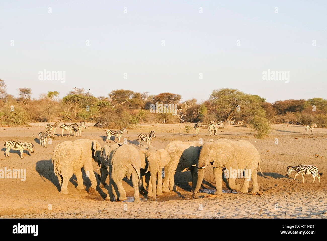 African elephants (Loxodonta africana) at a waterhole in the dry riverbed, Boteti River, Khumaga, Makgadikgadi Pans National Pa Stock Photo