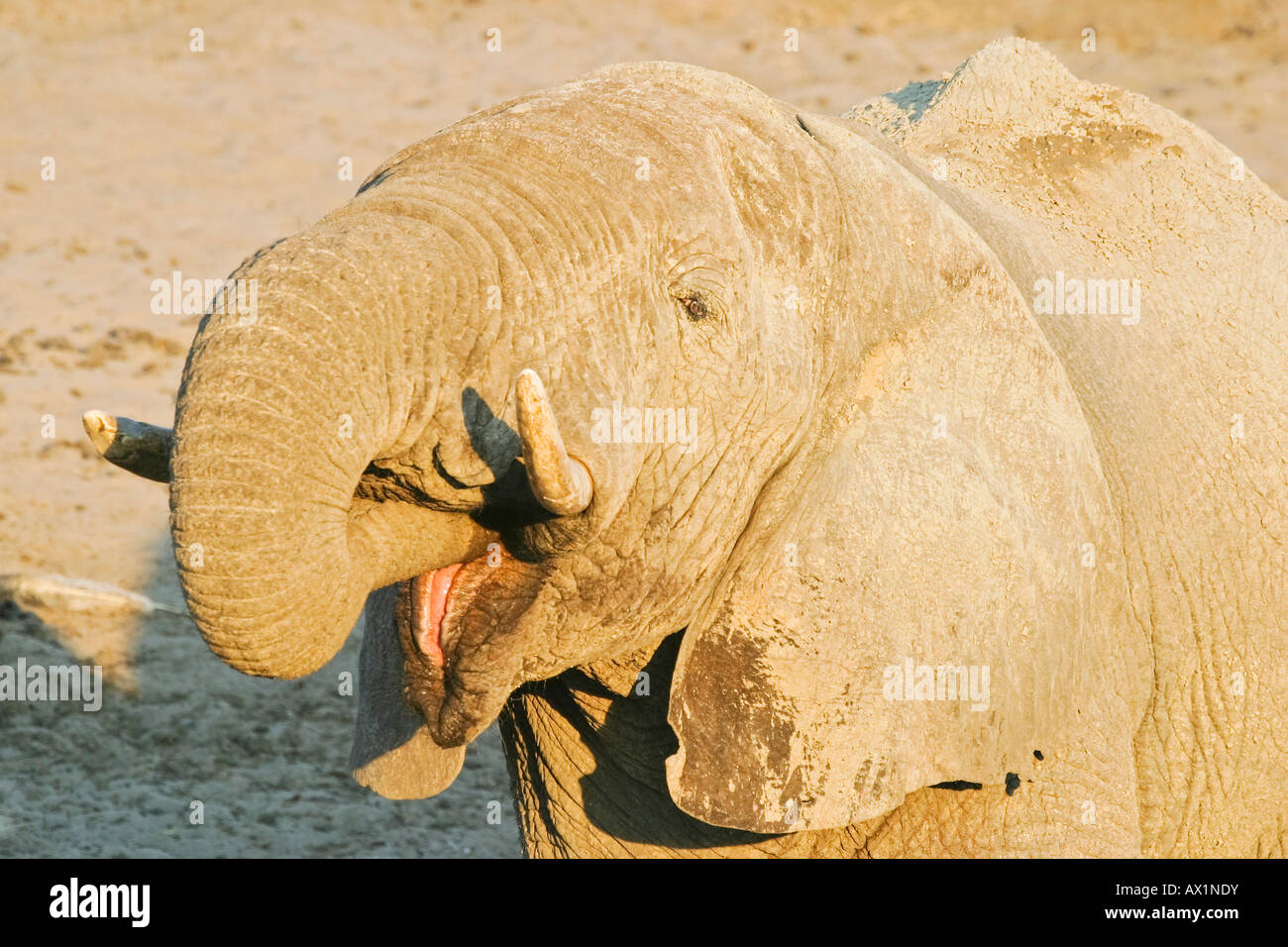 African elephant (Loxodonta africana) at a waterhole in the dry riverbed, Boteti River, Khumaga, Makgadikgadi Pans National Par Stock Photo