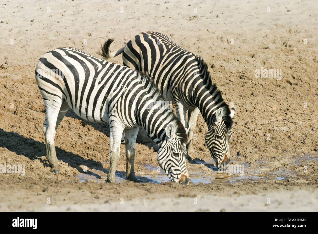 Plains Zebras (Equus quagga burchelli) at a waterhole in the dry riverbed, Boteti River, Khumaga, Makgadikgadi Pans National Pa Stock Photo