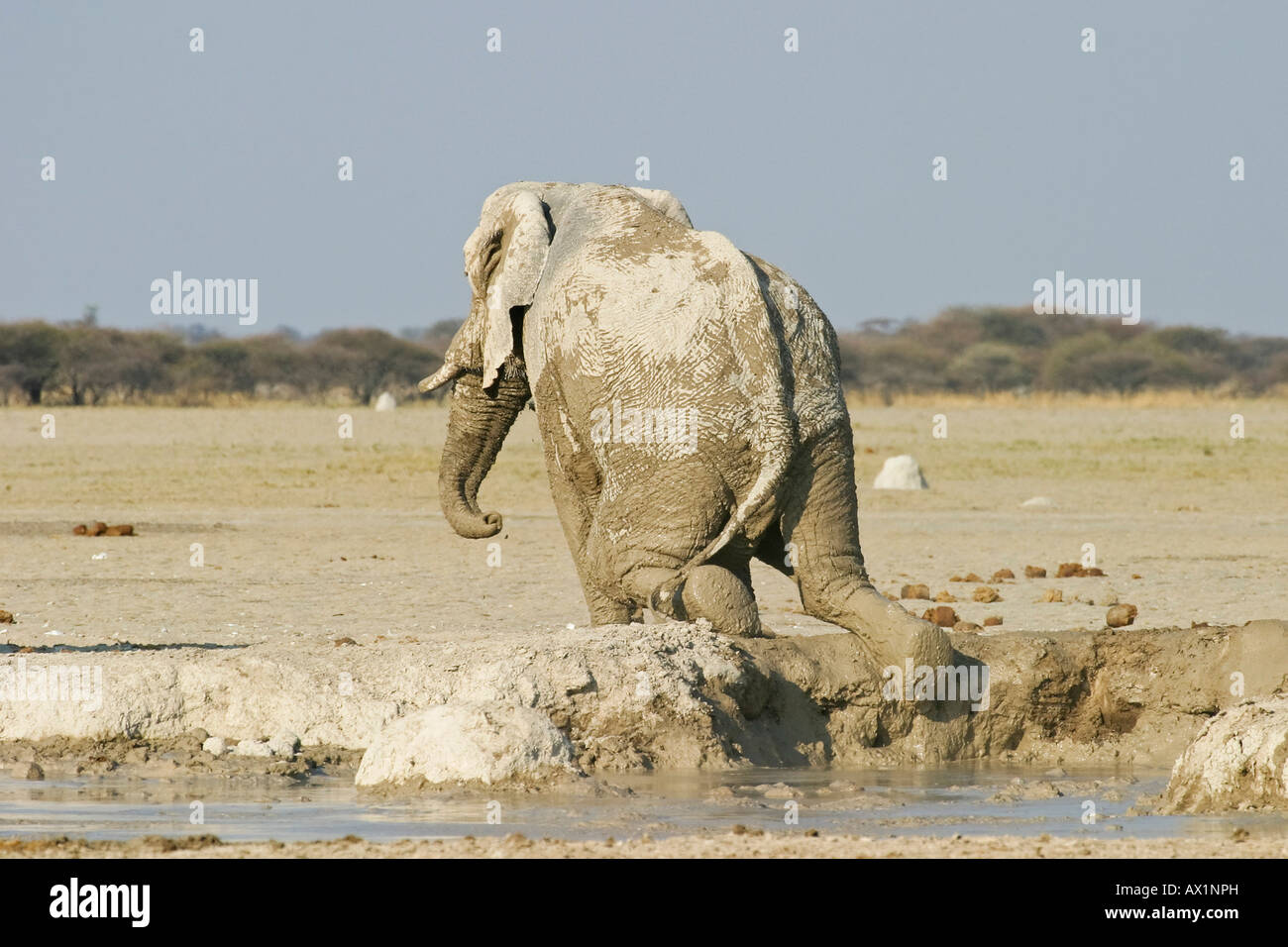 African Elephant (Loxodonta africana) after a mud bath, Nxai Pan, Makgadikgadi Pans National Park, Botswana, Africa Stock Photo