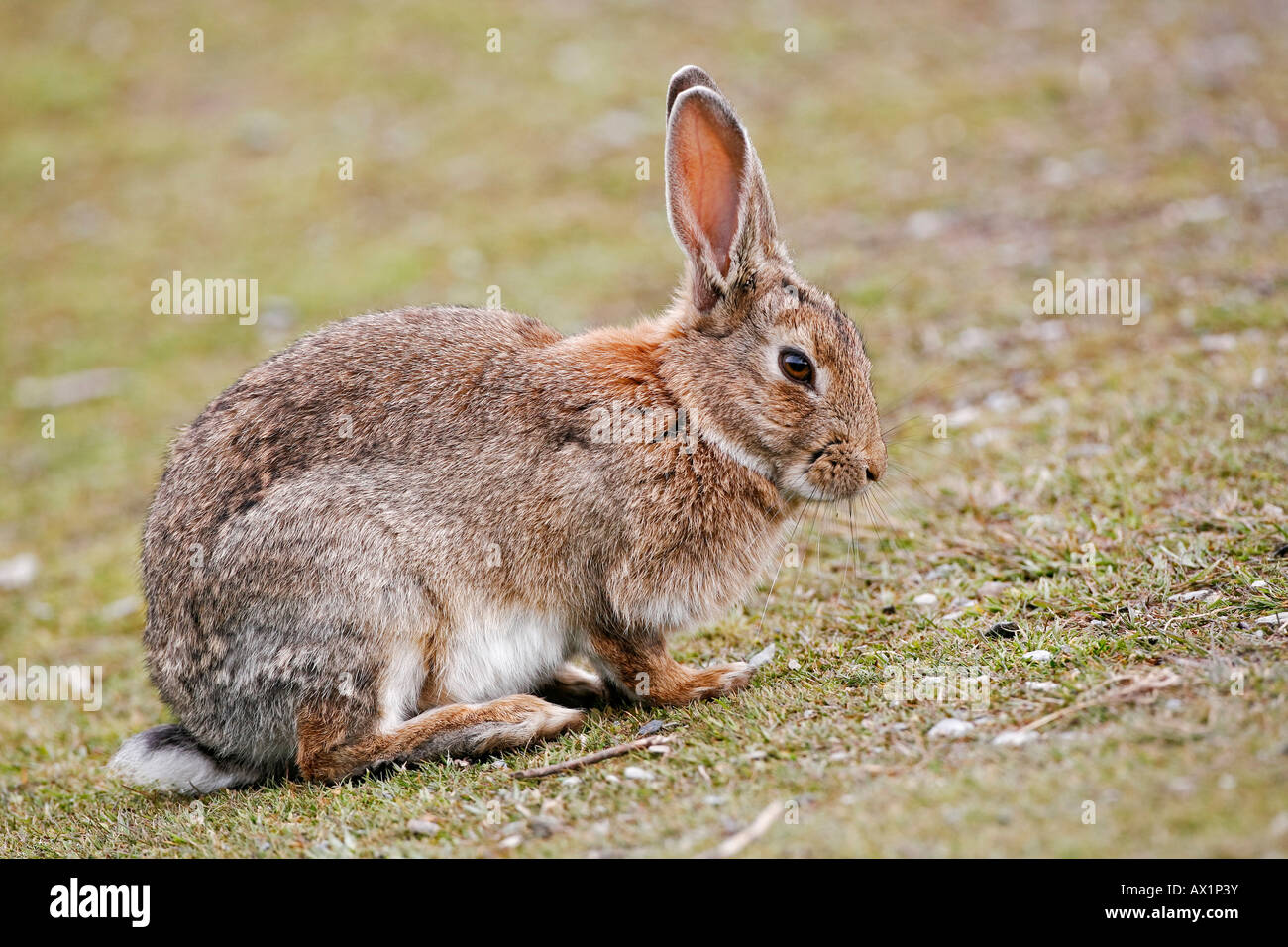 Rabbit (Oryctolagus cuniculus)at the National park Tierra del Fuego ...