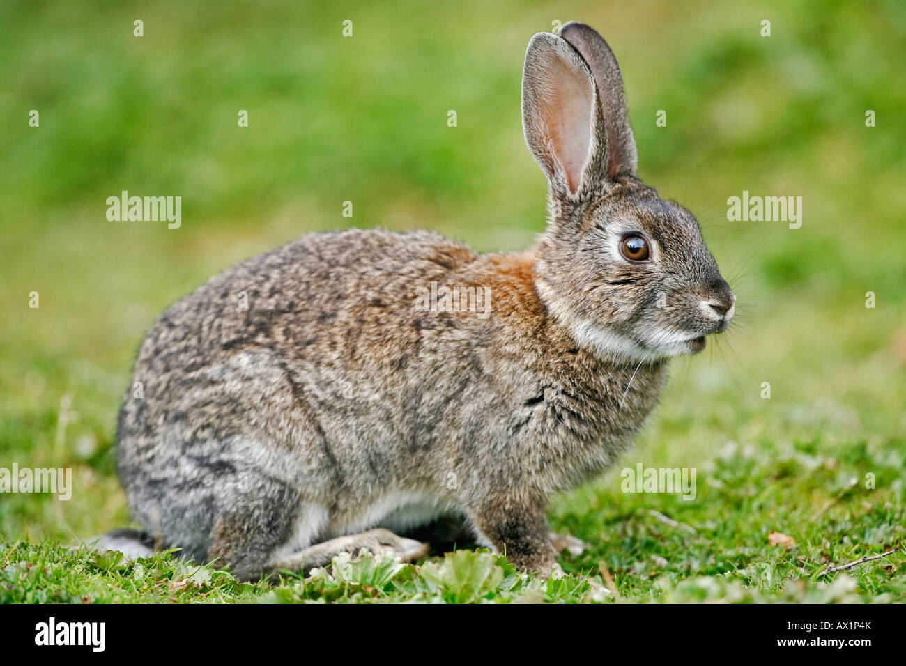 Rabbit (Oryctolagus cuniculus)at the National park Tierra del Fuego ...