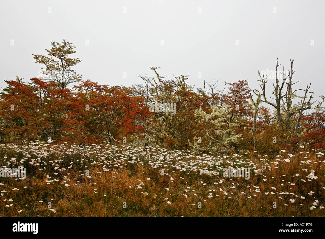 Farn in a meadow hi-res stock photography and images - Alamy