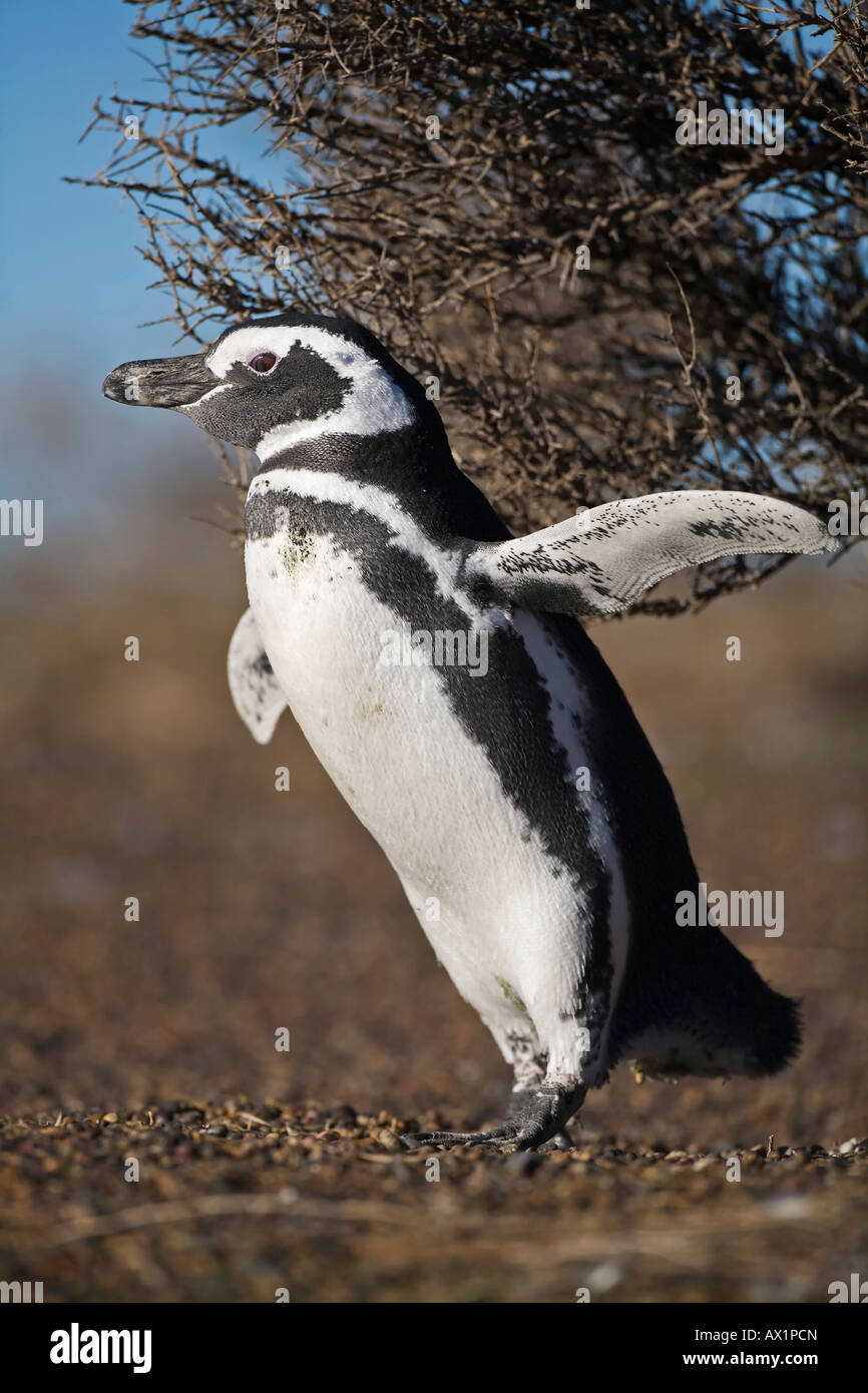 Magellanic penguin (Spheniscus magellanicus) at Punta Tombo, Patagonia, east coast, Atlantic Ozean, Argentina, South America Stock Photo