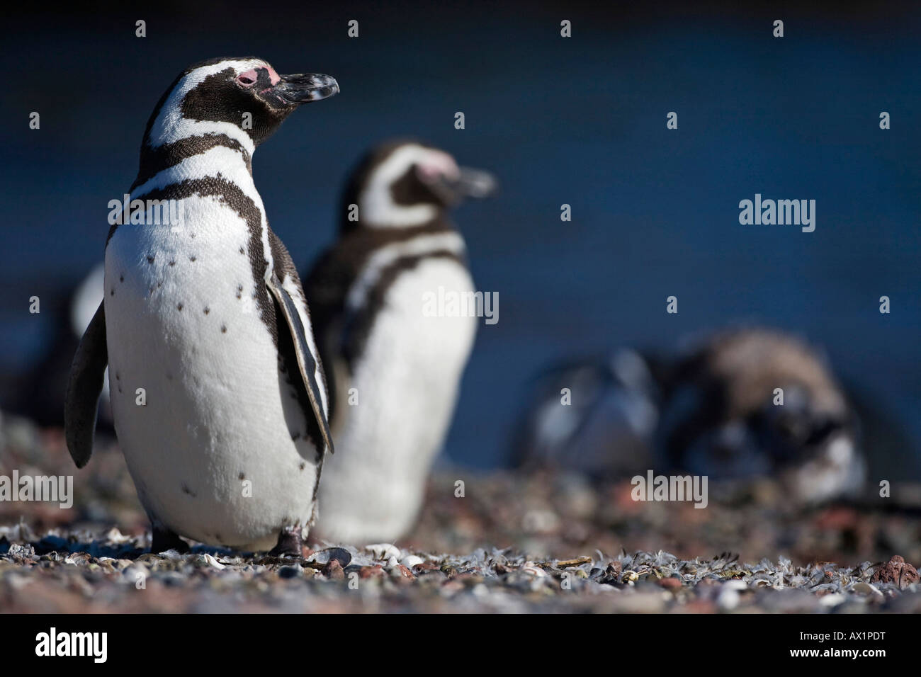 Magellanic penguins (Spheniscus magellanicus), Punta Tombo, Patagonia, east coast, Atlantic Ozean, Argentina, South America Stock Photo