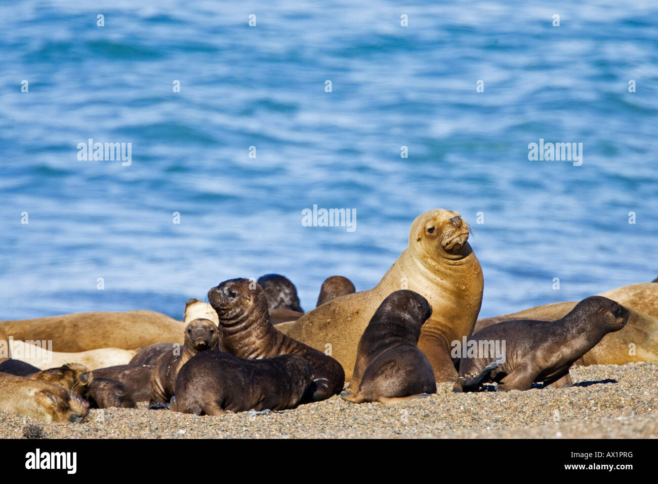 Southern Sea Lion colony (Otaria flavescens), peninsula Valdes, Patagonia, east coast, Atlantic Ozean, Argentina, South America Stock Photo
