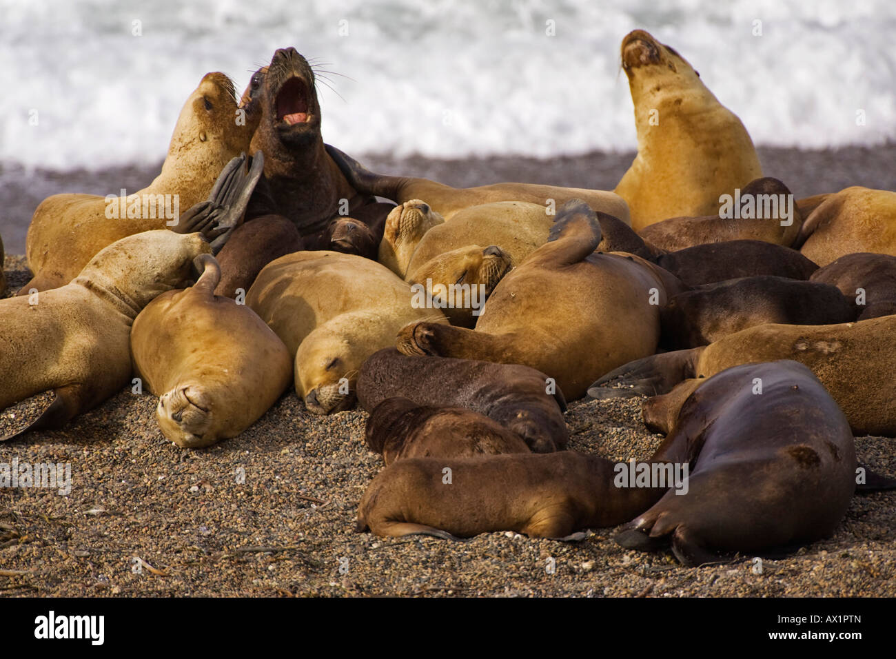 Southern Sea Lion colony (Otaria flavescens), peninsula Valdes, Patagonia, east coast, Atlantic Ozean, Argentina, South America Stock Photo