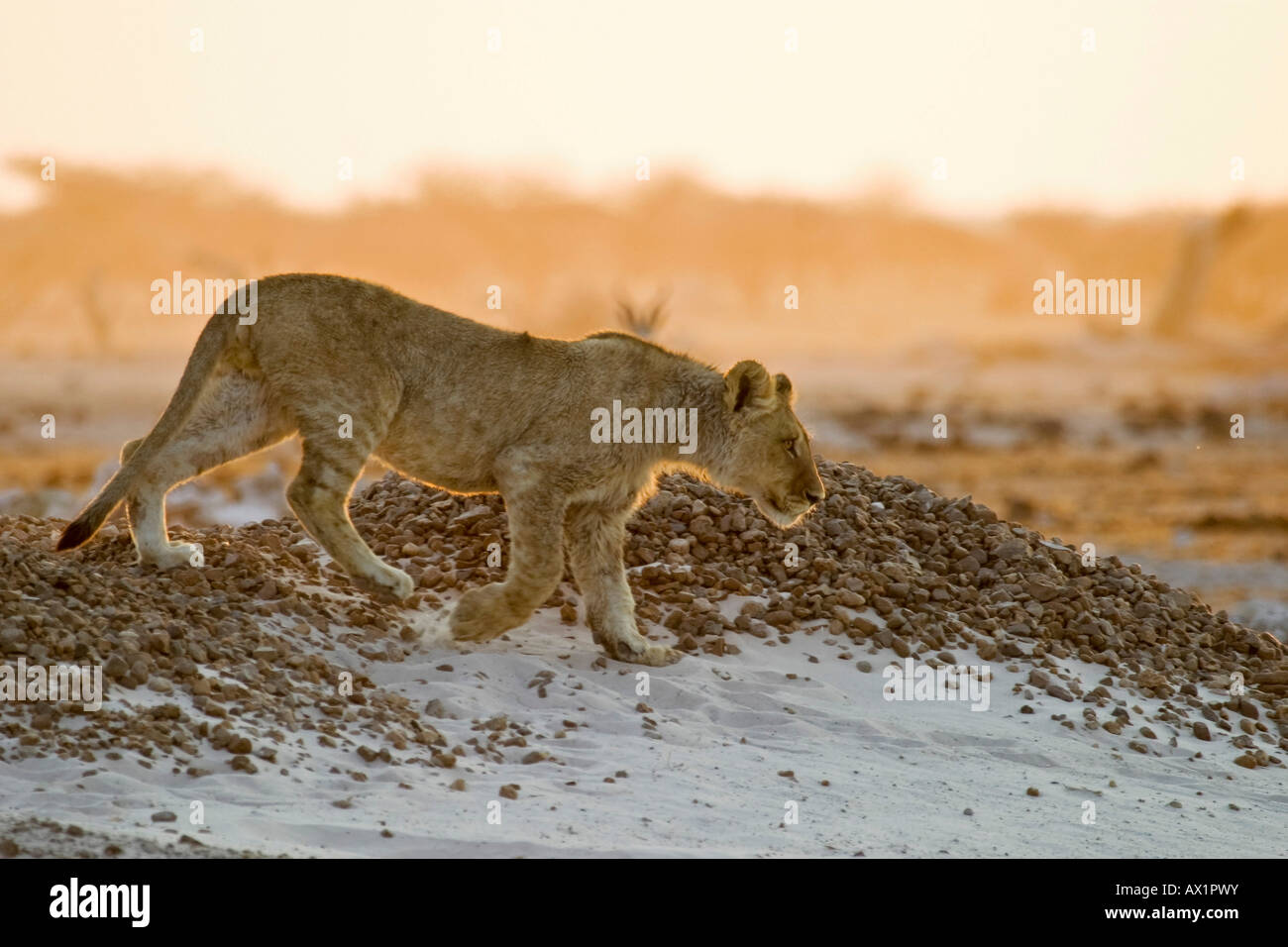 Lion cup (Panthera leo) Nxai Pan, Makgadikgadi Pans National Park, Botswana, Africa Stock Photo