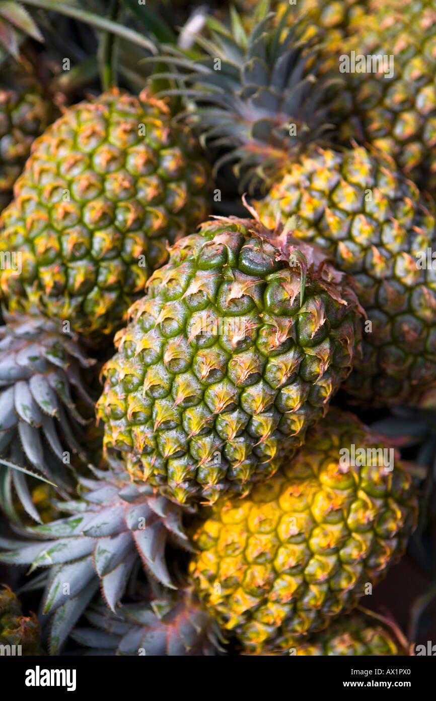Ripening pineapples hires stock photography and images Alamy
