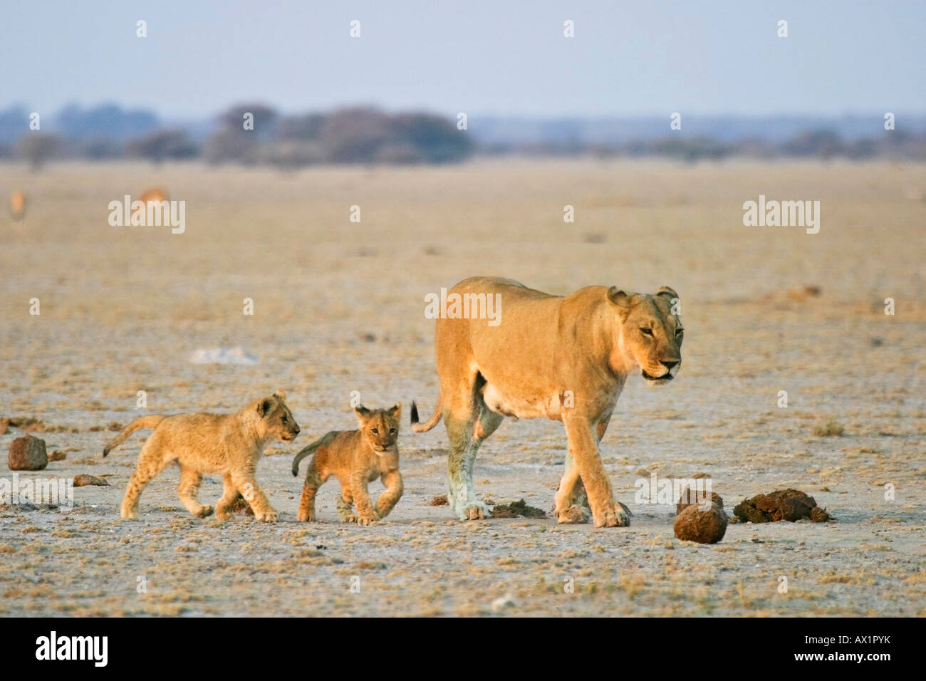 Lioness (Panthera leo) is walking with her cups, Nxai Pan, Makgadikgadi ...