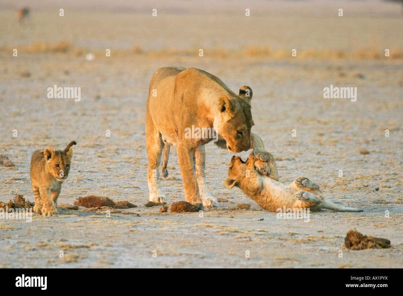 Lioness (Panthera leo) is playing with her cups, Nxai Pan, Makgadikgadi Pans National Park, Botswana, Africa Stock Photo