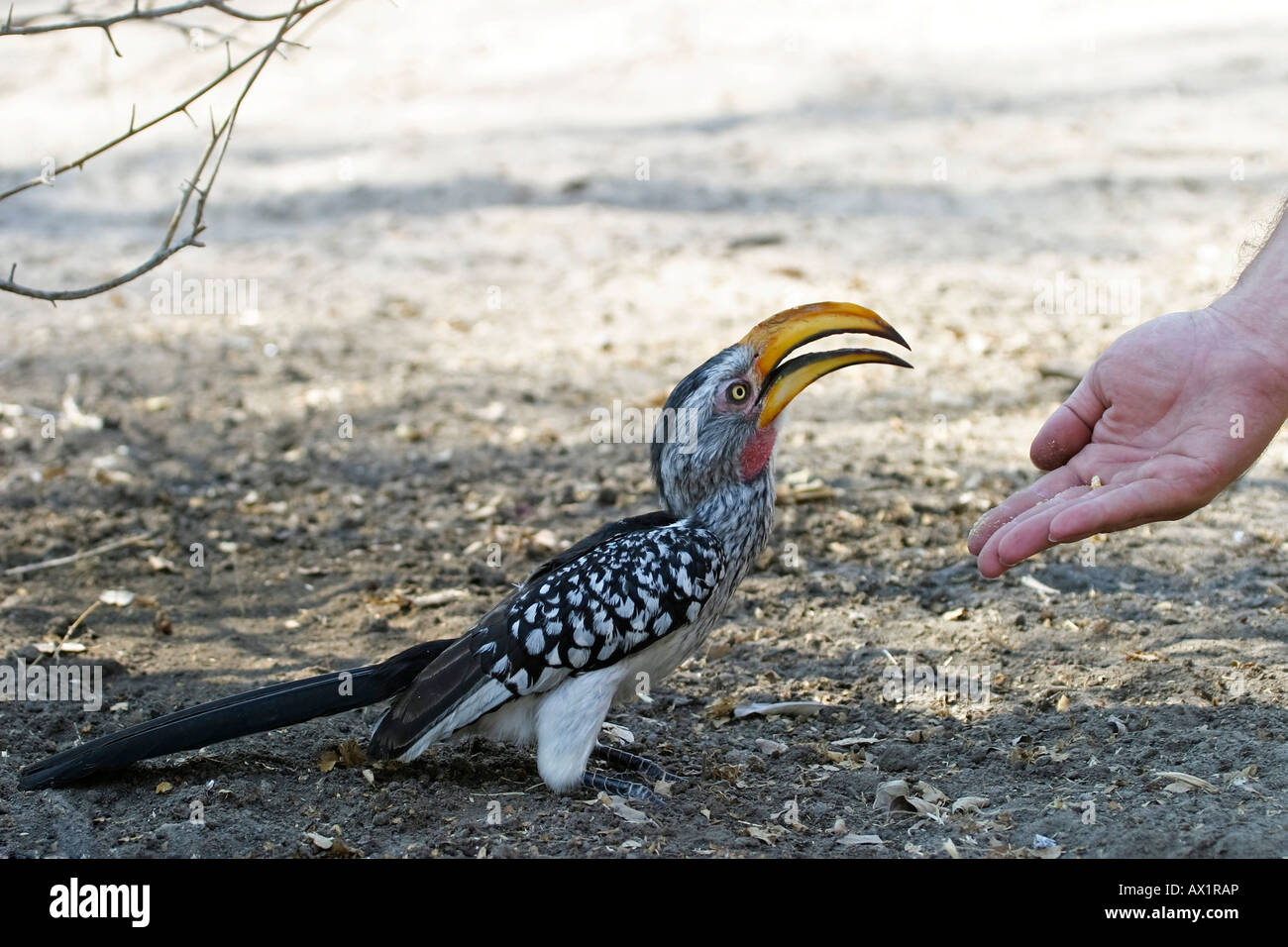 Yellow-billed Hornbill or flying banana (Tockus flavirostris) is feeding by hand, Nxai Pan, Makgadikgadi Pans National Park, Bo Stock Photo